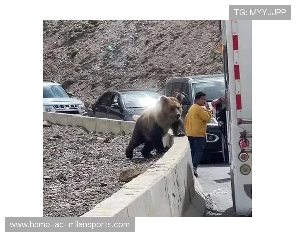 黑熊闯入居民区，酿成惨剧，黑熊进家